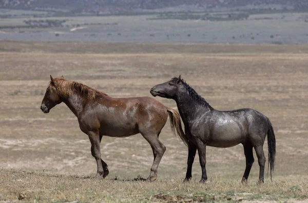 Wild Horses Spring Utah Desert — Stock Photo, Image
