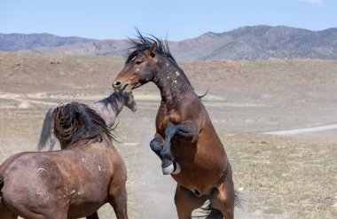 Baharda Utah çölünde savaşan bir çift vahşi at.