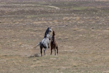 Baharda Utah çölünde savaşan bir çift vahşi at.