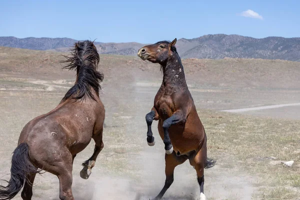 Pair Wild Horse Stallions Fighting Spring Utah Desert — Stock Photo, Image