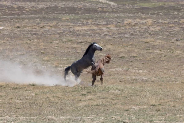 ユタ砂漠で春に戦う野生の馬の群れ — ストック写真