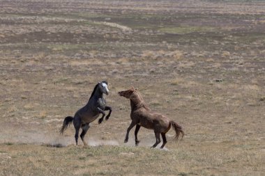Baharda Utah çölünde savaşan bir çift vahşi at.