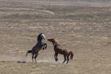 Baharda Utah çölünde savaşan bir çift vahşi at.