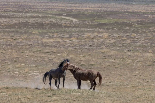 Para Dzikich Ogierów Walczących Wiosną Pustyni Utah — Zdjęcie stockowe
