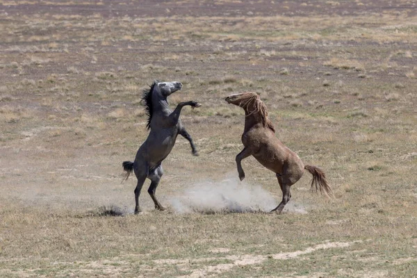Een Paar Wilde Paard Hengsten Vechten Het Voorjaar Utah Woestijn — Stockfoto