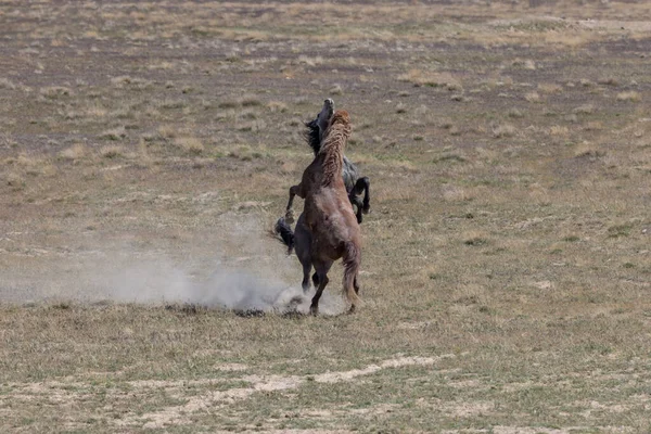 ユタ砂漠で春に戦う野生の馬の群れ — ストック写真