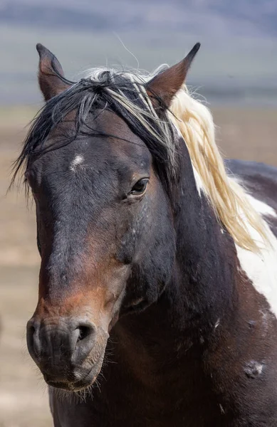 Beautiful Wild Horse Spring Utah Desert — Stock Photo, Image