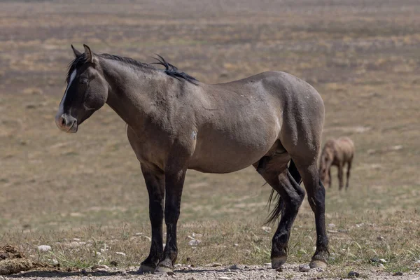 Beau Cheval Sauvage Printemps Dans Désert Utah — Photo