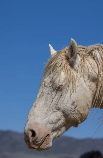 Piękny Dziki Koń Wiosną Pustyni Utah — Zdjęcie stockowe
