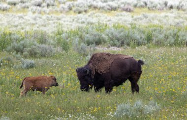 Yazın Yellowstone Ulusal Parkı 'nda bir bizon ineği ve buzağı.