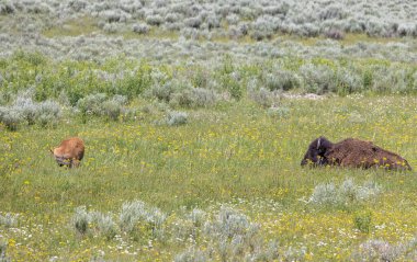 Yazın Yellowstone Ulusal Parkı 'nda bir bizon ineği ve buzağı.