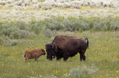 Yazın Yellowstone Ulusal Parkı 'nda bir bizon ineği ve buzağı.