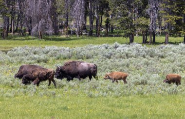 Yazın Yellowstone Ulusal Parkı 'nda bir bizon ineği ve buzağı.
