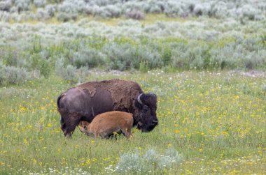 Yazın Yellowstone Ulusal Parkı 'nda bir bizon ineği ve buzağı.