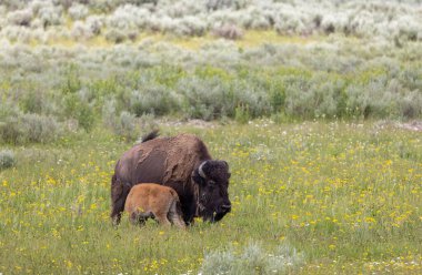 Yazın Yellowstone Ulusal Parkı 'nda bir bizon ineği ve buzağı.