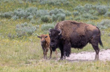 Yazın Yellowstone Ulusal Parkı 'nda bir bizon ineği ve buzağı.