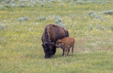 Yazın Yellowstone Ulusal Parkı 'nda bir bizon ineği ve buzağı.