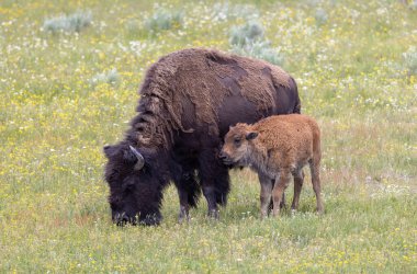 Yazın Yellowstone Ulusal Parkı 'nda bir bizon ineği ve buzağı.