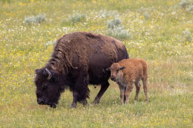 Yazın Yellowstone Ulusal Parkı 'nda bir bizon ineği ve buzağı.
