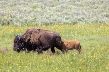 Yazın Yellowstone Ulusal Parkı 'nda bir bizon ineği ve buzağı.