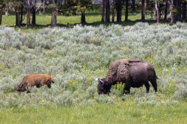 Bison Cow Calf Yellowstone National Park Wyoming Summer — Stock Fotó