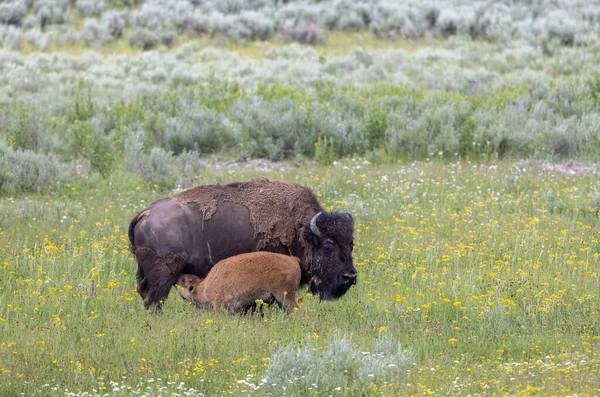 Bison Cow Calf Yellowstone National Park Wyoming Summer — стоковое фото