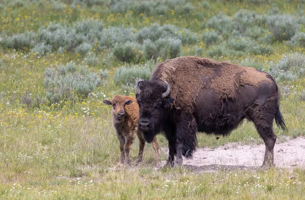 Yazın Yellowstone Ulusal Parkı 'nda bir bizon ineği ve buzağı.