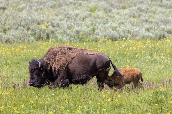 Yazın Yellowstone Ulusal Parkı 'nda bir bizon ineği ve buzağı.