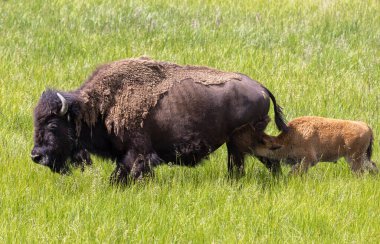 Yazın Yellowstone Ulusal Parkı 'nda bir bizon ineği ve buzağı.