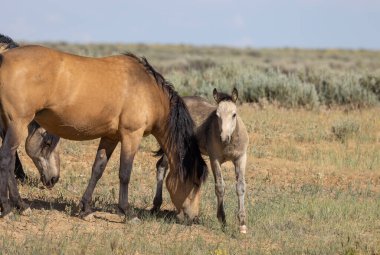 a wild horse mare and foal in the Wyoming desert in summer