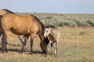 a wild horse mare and foal in the Wyoming desert in summer