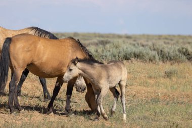 a wild horse mare and foal in the Wyoming desert in summer