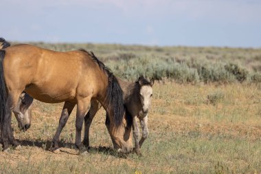 a wild horse mare and foal in the Wyoming desert in summer