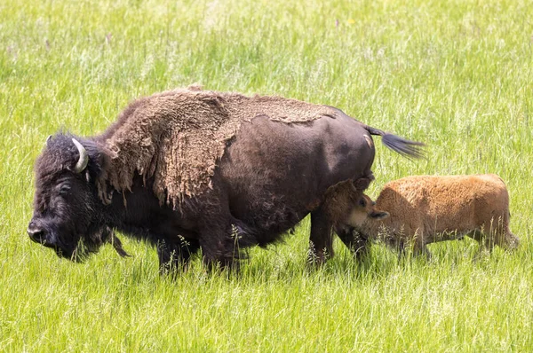 Yazın Yellowstone Ulusal Parkı 'nda bir bizon ineği ve buzağı.