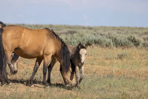 Wild Horse Mare Foal Wyoming Desert Summer — ストック写真