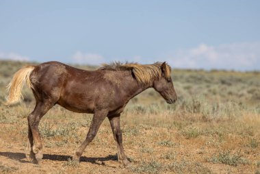 a beautiful wild horse in the Wyoming desert in summer