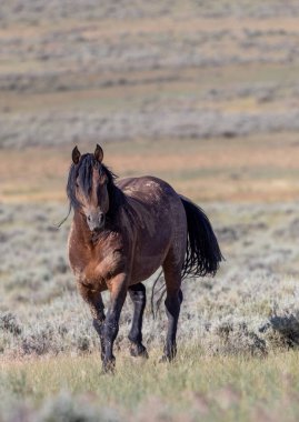 a beautiful wild horse in the Wyoming desert in summer