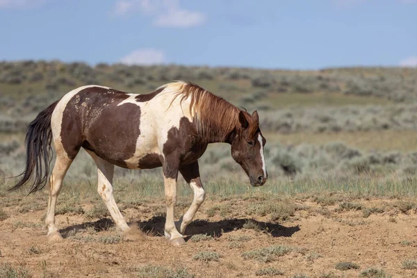 a beautiful wild horse in the Wyoming desert in summer