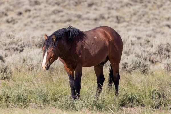 Beautiful Wild Horse Wyoming Desert Summer — Stockfoto