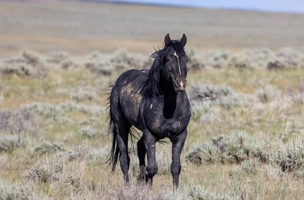 Beautiful Wild Horse Wyoming Desert Summer — 스톡 사진