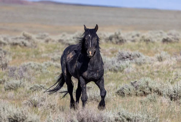 Beautiful Wild Horse Wyoming Desert Summer — Photo