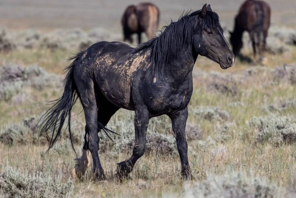 a beautiful wild horse in the Wyoming desert in summer