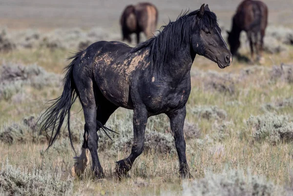 Beautiful Wild Horse Wyoming Desert Summer — Foto de Stock