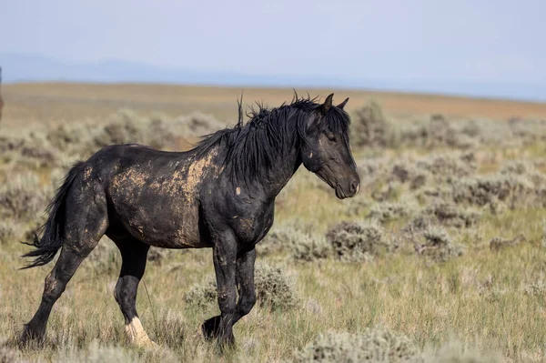 Beautiful Wild Horse Wyoming Desert Summer — Foto de Stock