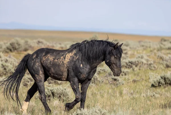 a beautiful wild horse in the Wyoming desert in summer