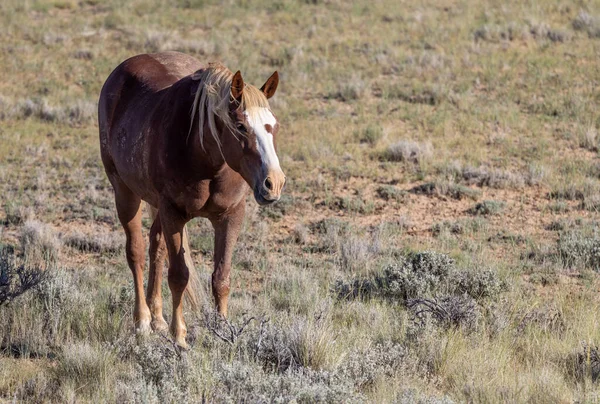 a beautiful wild horse in the Wyoming desert in summer