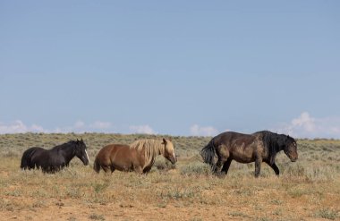 beautiful wild horses in summer in the Wyoming desert