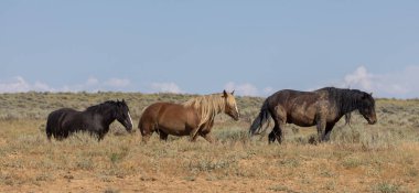 beautiful wild horses in summer in the Wyoming desert