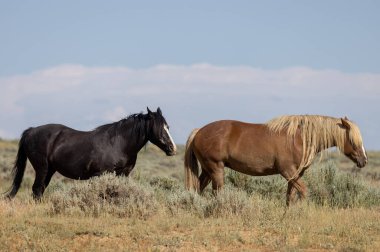 beautiful wild horses in summer in the Wyoming desert