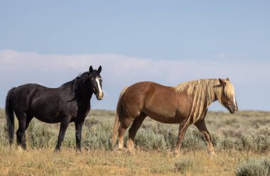 beautiful wild horses in summer in the Wyoming desert